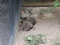 CairnsTC206 Cairns Tropical Zoo